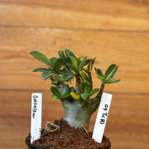 0912 60 Arabicum Galvatron - F2 12 meses ( Vitrine )