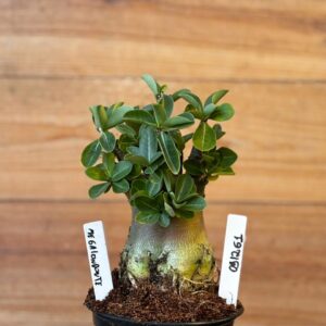 0912 61 Arabicum Megalondote - F2 12 meses ( Vitrine )