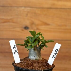 0912 62 Arabicum Bizão - F2 12 meses