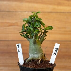 0912 64 Arabicum Rocket - F2 12 meses