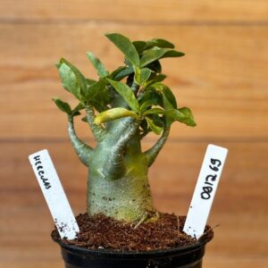 0912 69 Arabicum Hercules - F2 12 meses