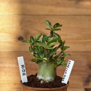 1012 09 Arabicum Black- F2 12 meses