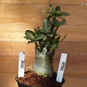 1012 10 Arabicum Odin- F2 12 meses