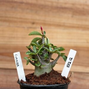 1012 12 Arabicum Godzilla - F2 12 meses