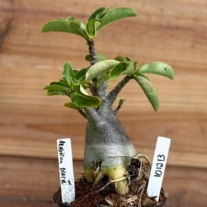 1012 13 Arabicum Black - F2 12 meses