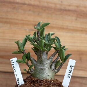 1012 14 Arabicum Black - F2 12 meses