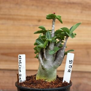 1012 15 Arabicum Black - F2 12 meses