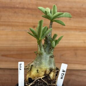 1012 16 Arabicum Tulsa - F2 12 meses