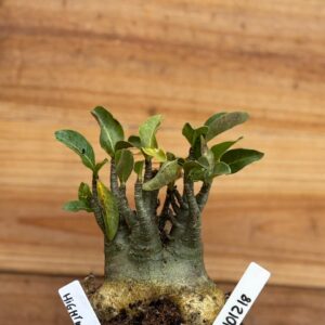 1012 18 Arabicum Hércules - F2 12 meses