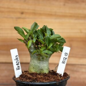 1012 19 Arabicum Hercules - F2 12 meses