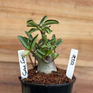 1012 20 Arabicum Super Fest - F2 12 meses