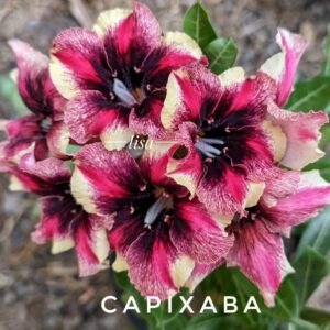 Baby - Rosa do Deserto Capixaba