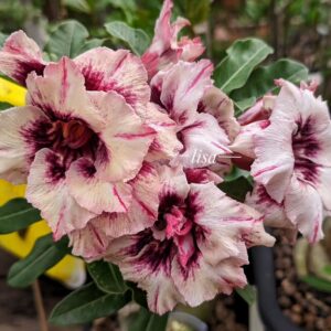 Baby - Rosa do Deserto Maria Flor