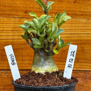 1012 22 Arabicum Godji - F2 12 meses