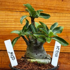 1012 24 Arabicum Odin black- F2 12 meses