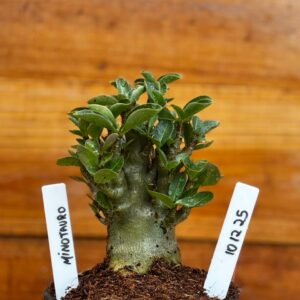 1012 25 Arabicum minotauro- F2 12 meses