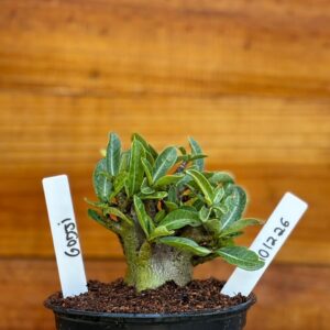 1012 26 Arabicum Godji- F2 12 meses