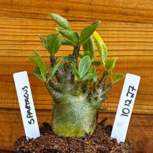 1012 27 Arabicum Spartacus- F2 12 meses