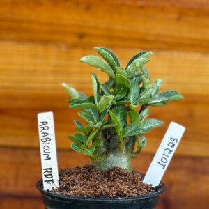 1012 29 Arabicum Rdf- F2 12 meses