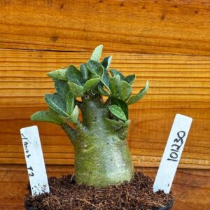 1012 30 Arabicum Tanos- F2 12 meses