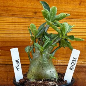 1012 31 Arabicum Thor- F2 12 meses