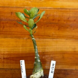 1012 44 Rosa Do Deserto Berinjela