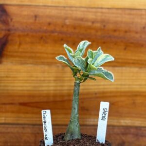 1012 45 Rosa Do Deserto Céu estrelado variegata