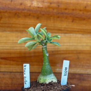 1012 49 Rosa Do Deserto perola Buque