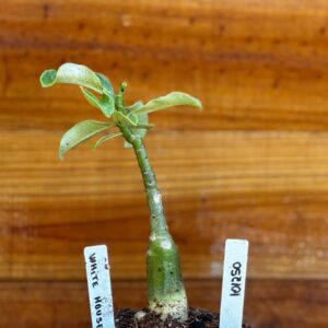 1012 50 Rosa Do Deserto White House