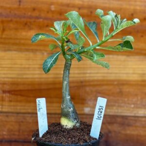 1012 51 Rosa Do Deserto Malibu