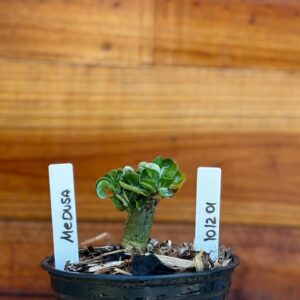 1012 01 Rosa Do Deserto Medusa