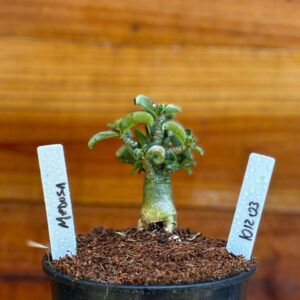 1012 03 Rosa Do Deserto Medusa