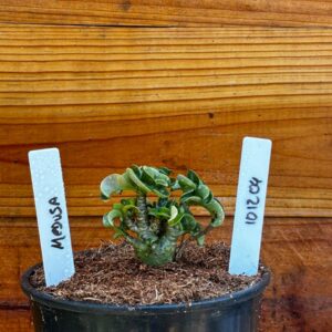 1012 04 Rosa Do Deserto Medusa