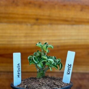 1012 06 Rosa Do Deserto Medusa