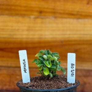 1012 08 Rosa Do Deserto Medusa