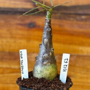 1012 62 Rosa Do Deserto Nova Tanzania