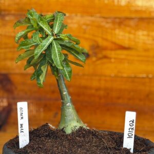 1012 01 Big Caudex Black Hole