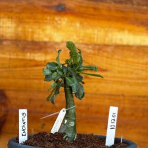 1012 01 Big Caudex Encantus