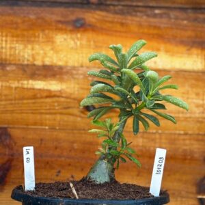 1012 03 Big Caudex Lm 50