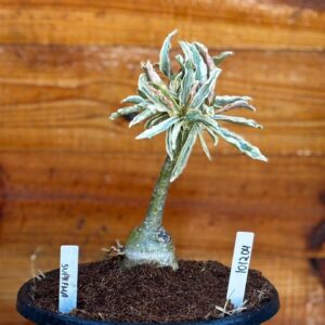 1012 04 Big Caudex Variegata Suprema