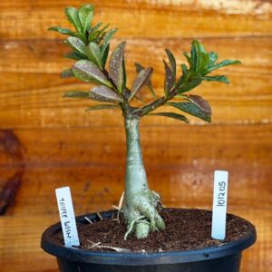 1012 05 Big Caudex triple Wish