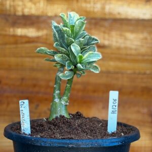 1012 06 Big Caudex Céu estrelado variegata