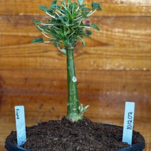 1012 07 Big Caudex Fiona