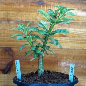 1012 08 Big Caudex Mei Xiang 2