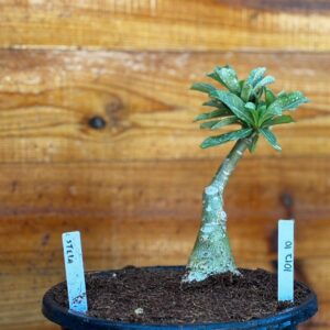 1012 10 Big Caudex Stella