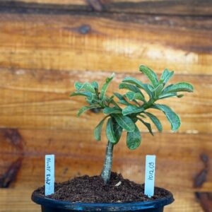 1012 09 Big Caudex Blood Ruby