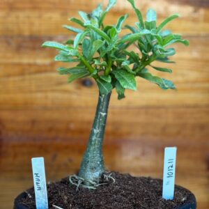 1012 11 Big Caudex Mana