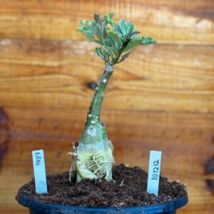 1012 12 Big Caudex Lilac