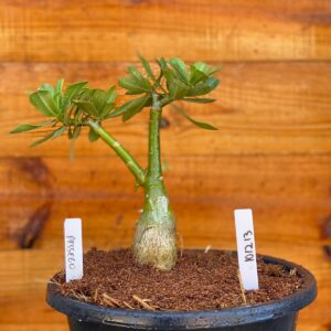 1012 13 Big Caudex Pessego