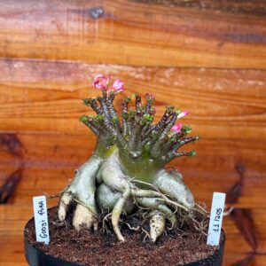 1112 05 Arabicum Godji Pura Black - Adulta